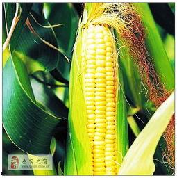 蛋花玉米爆料视频大全,视频大全揭秘幕后真相  第1张